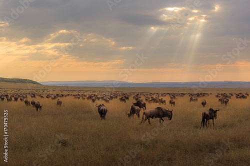 Wildebeest in the Masai Mara © Gary
