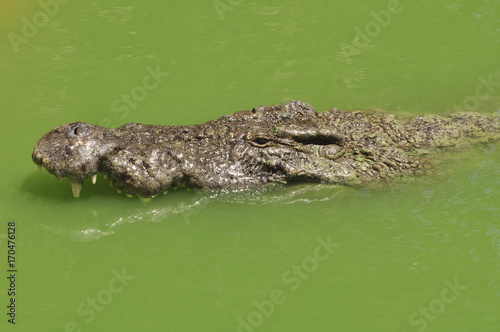 Нильский крокодил крупным планом. Африка, Тунис, крокодиловая ферма. Портрет крокодила 