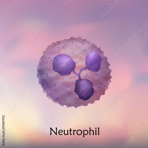 Leukocytes. Neutrophil. White blood cell. Blurred background, vector medical illustration.