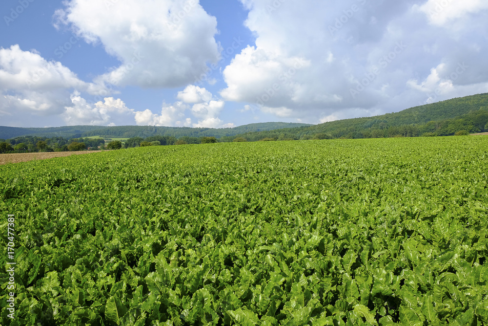 Agricultural field with sugar beet plants.