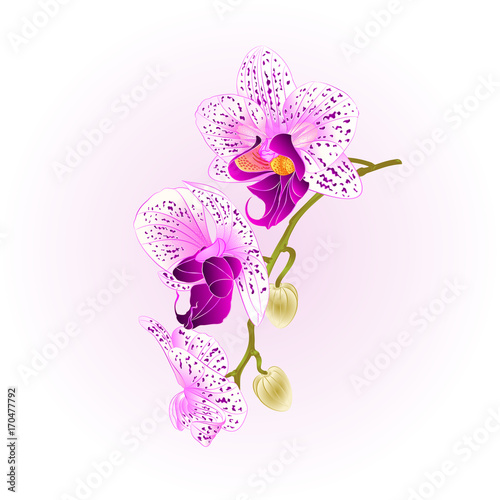Purple and white orchid stem  Phalaenopsis beautiful flower  vintage vector closeup illustration editable hand draw