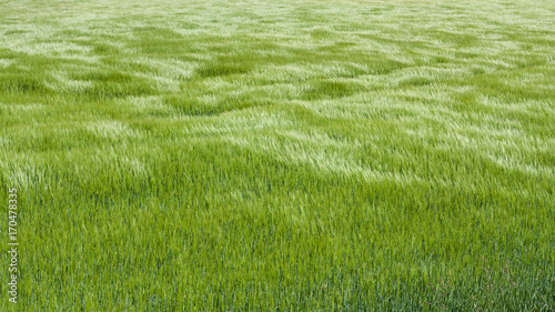 Natural green grass with the waves of wind. background texture. Element of design. Waves of wind rolling through fields of long grass of wheat