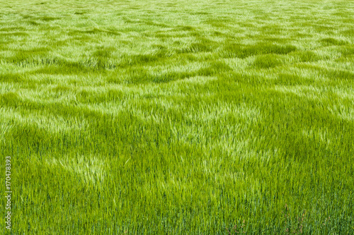 Natural green grass with the waves of wind. background texture. Element of design. Waves of wind rolling through fields of long grass of wheat