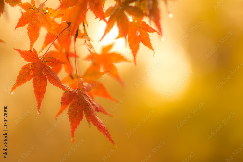 autumnal background, slightly defocused red marple leaves with water drops