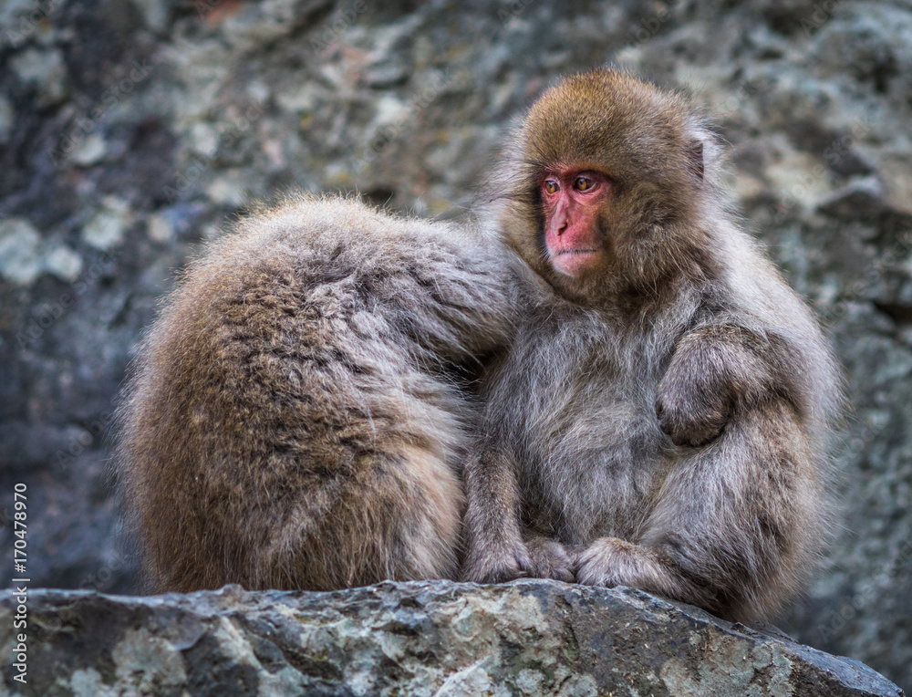 Snow monkey or Japanese Macaque in hot spring onsen Snow monkey or Japanese Macaque in hot spring onsen