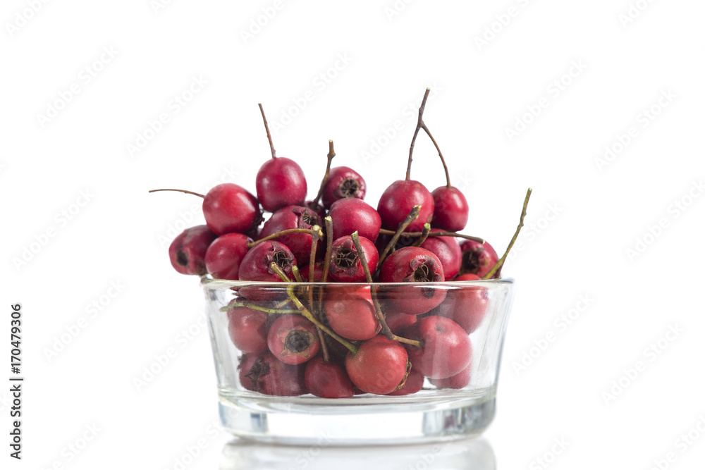 Fresh Twig of Hawthorn berries isolated on white background Fresh Twig of Hawthorn berries isolated on white background