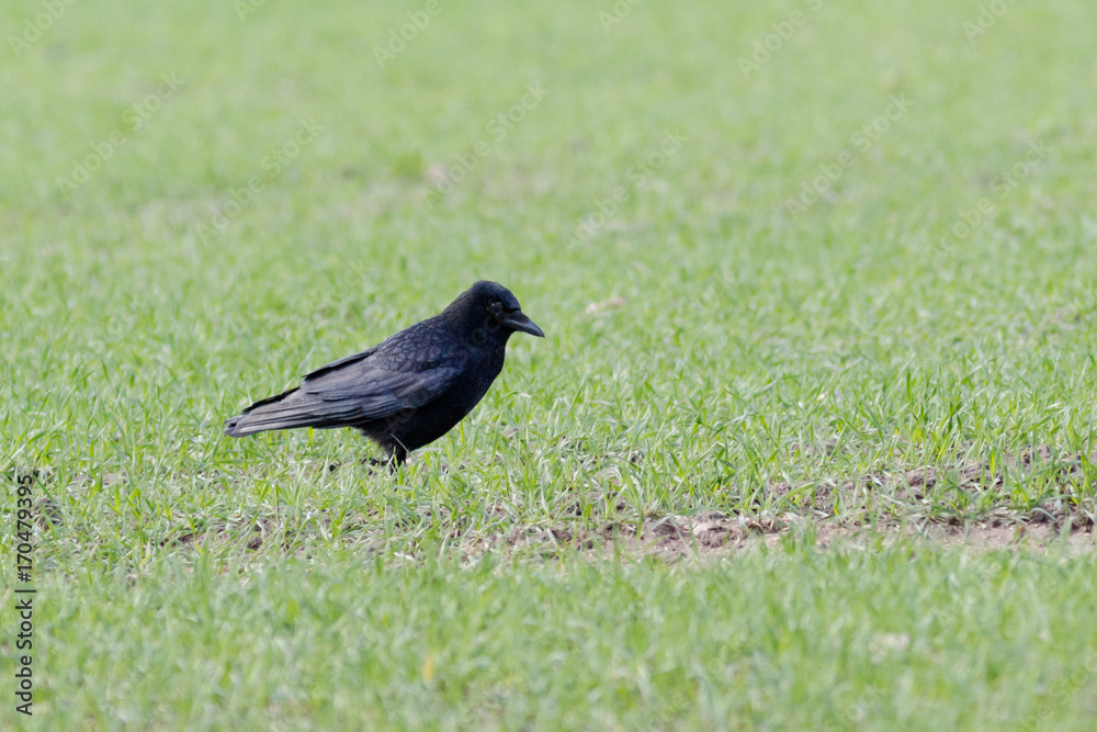 Carrion Crow (Corvus corone)