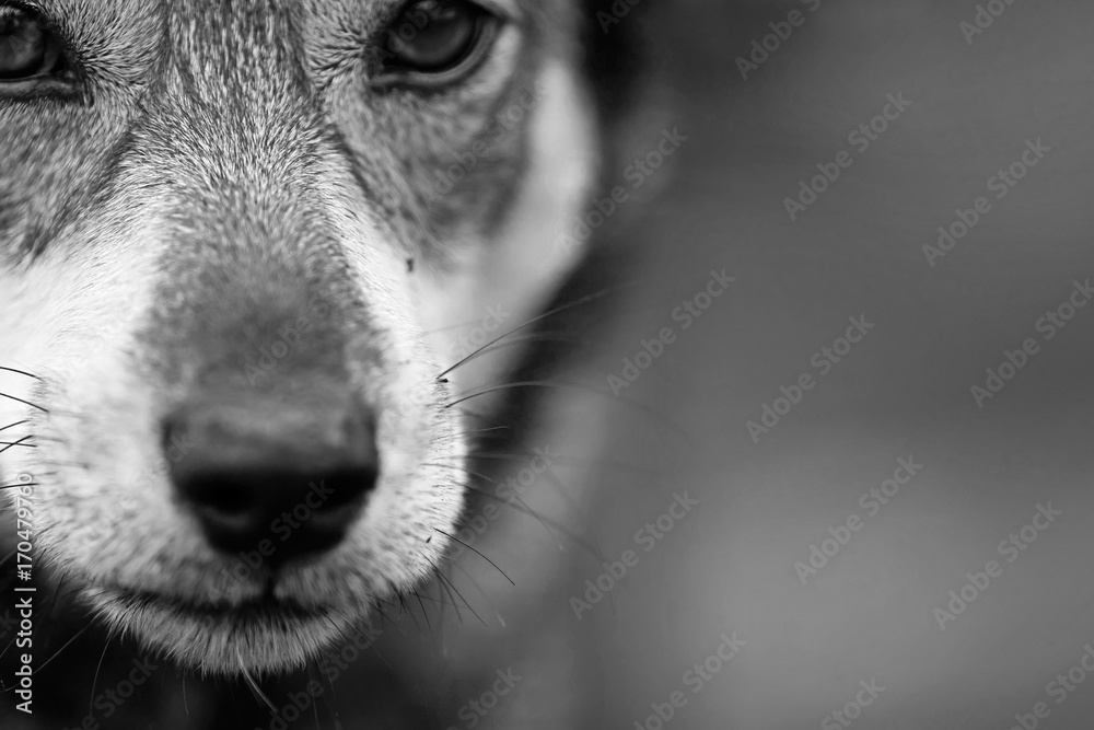black and white portrait of cute funny dogs with sad eyes Stock Photo ...