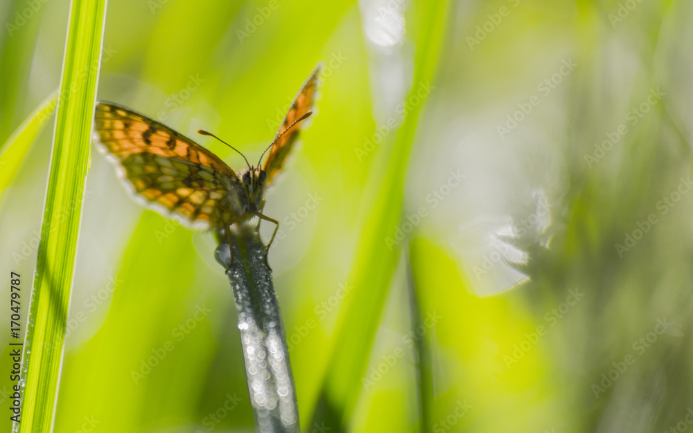 Papillon du marais de Montfort - Grésivaudan - Isère.
