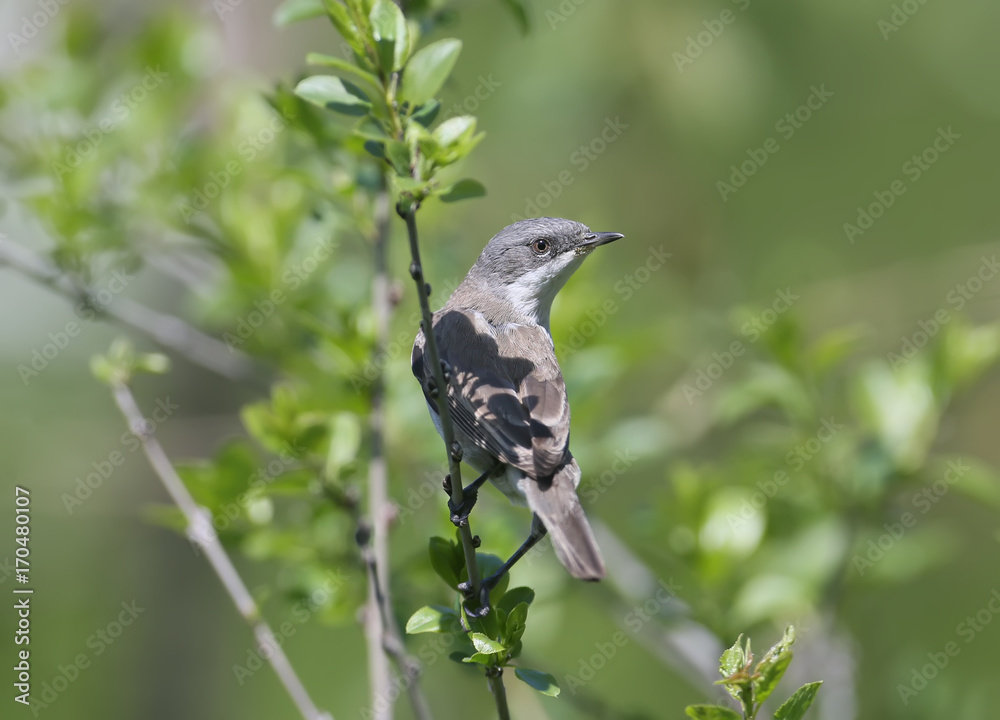The lesser whitethroat (Sylvia curruca) on the bush branch The lesser whitethroat (Sylvia curruca) on the bush branch