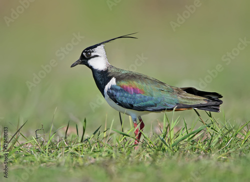 Lapwing in breeding plumage on green blurry background.