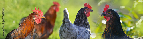 Fotografia hen and rooster in the garden on a farm - free breeding