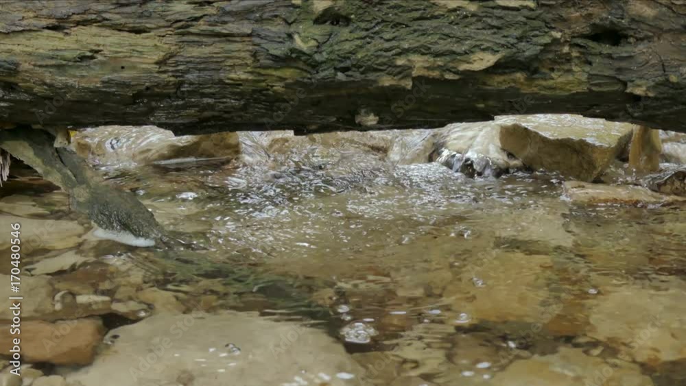 Stream among the stones Stream among the stones