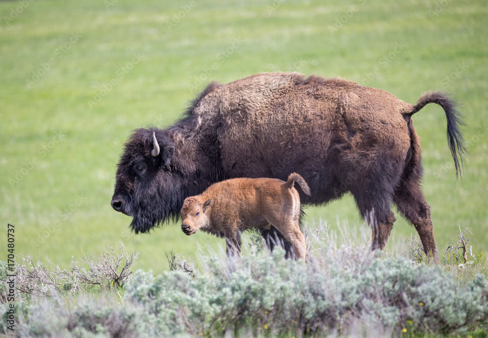 Fototapeta premium Bison