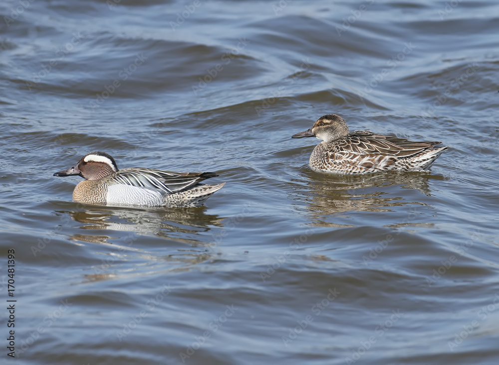 The garganey (Spatula querquedula) on the water. Female and male both close up view. The garganey (Spatula querquedula) on the water. Female and male both close up view.
