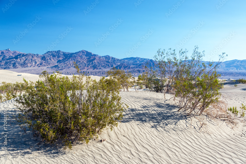 Mesquite Flat Sand Dunes and Shrubs