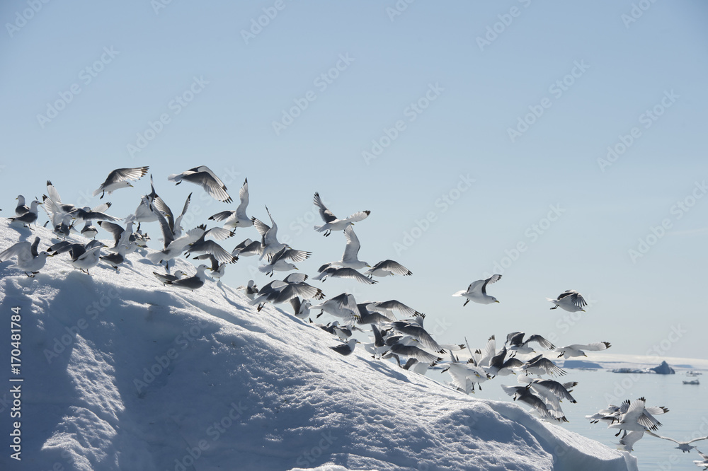 Fototapeta premium Black-legged Kittiwake on iceberg