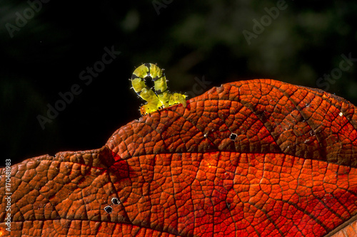 Lagarta (Lepdoptera) | Caterpillar photographed in Linhares, Espírito Santo - Southeast of Brazil. Atlantic Forest Biome. photo