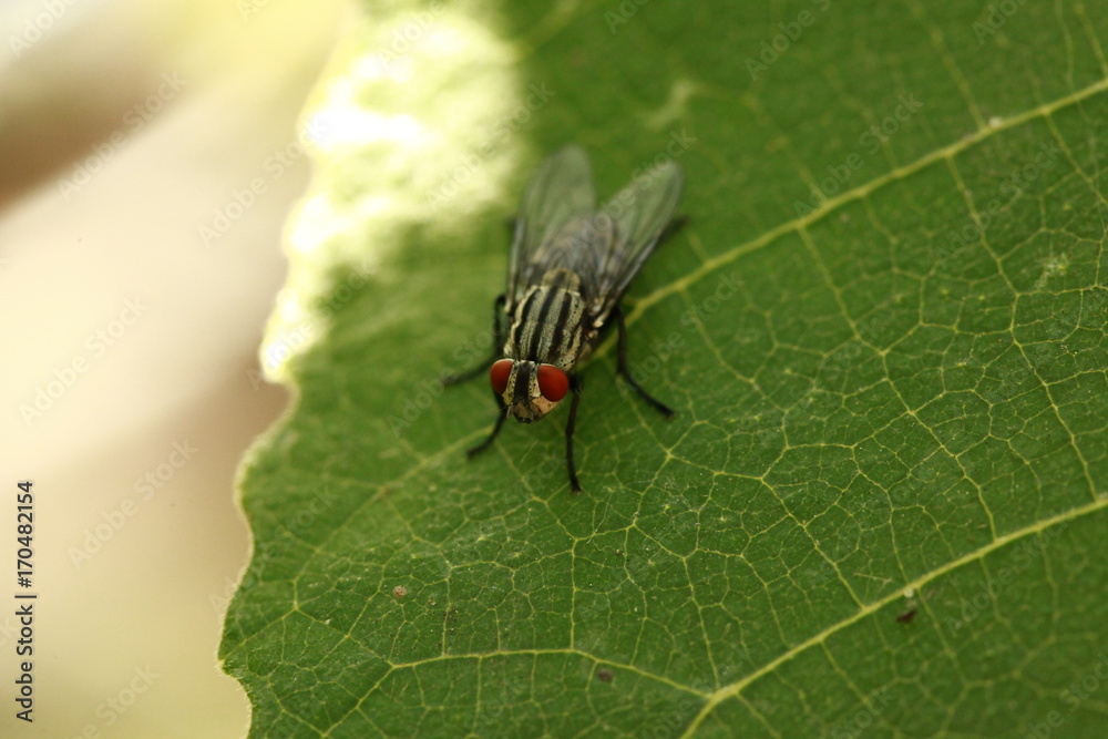fruit fly fruit fly