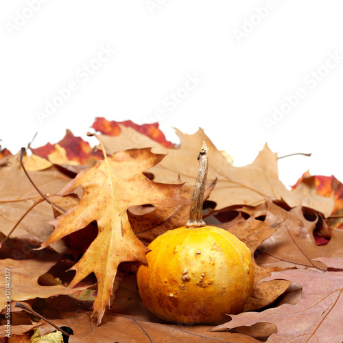 Small decorative pumpkin on autumn dry leaves from oak