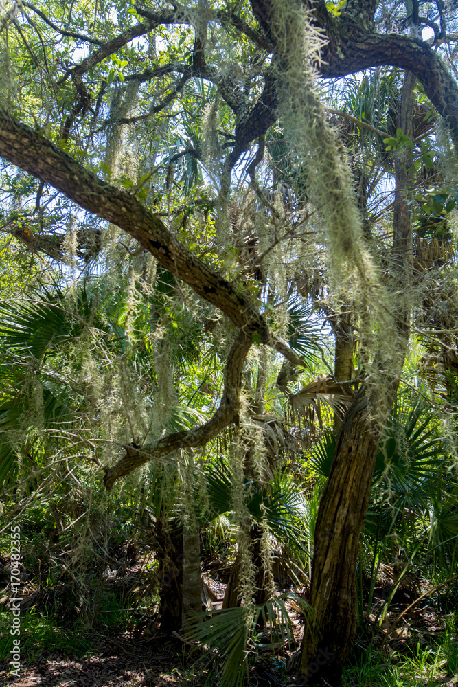 tropical swamp area with spanish moss tropical swamp area with spanish moss