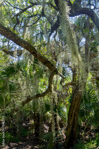 tropical swamp area with spanish moss