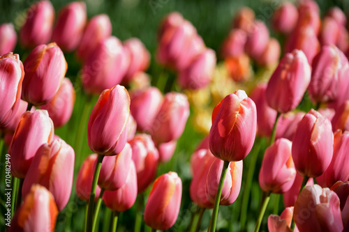 Blooming tulips flowerbed in Keukenhof flower garden, Netherland