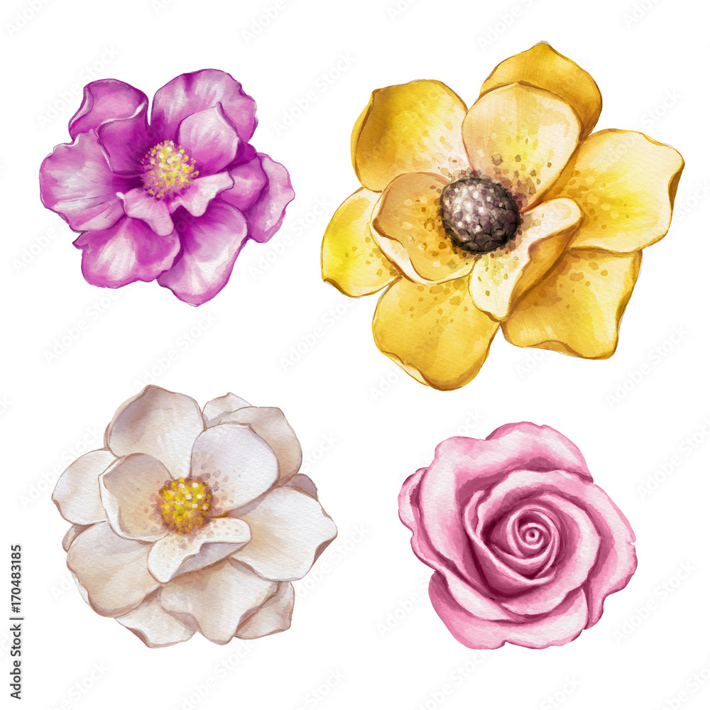 Naklejka premium watercolor illustration, magnolia, rose, assorted flower collection, floral design elements isolated on white background