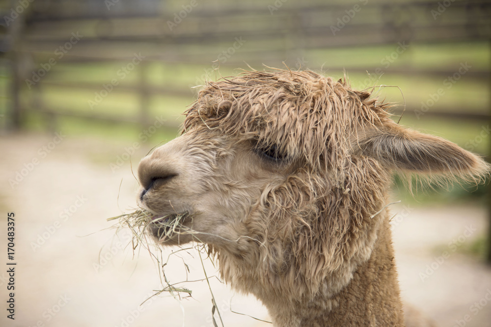 Obraz premium Island Alpaca