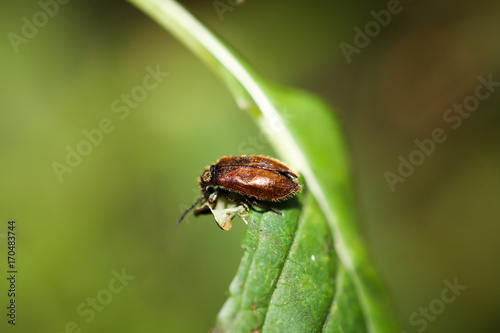 brauner Käfer auf Blatt