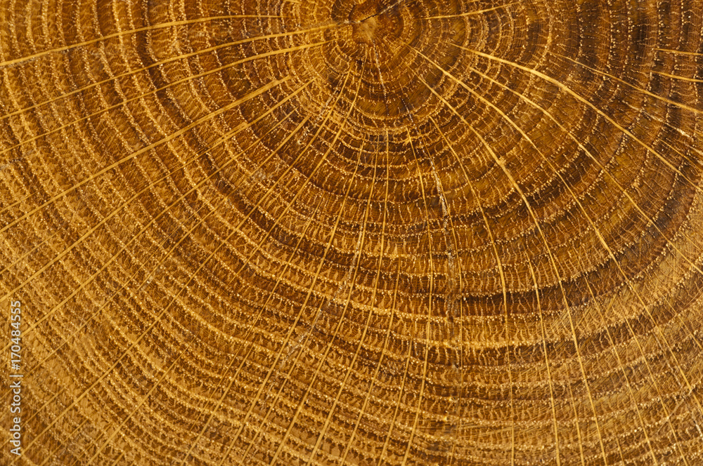 Natural accacia tree rings