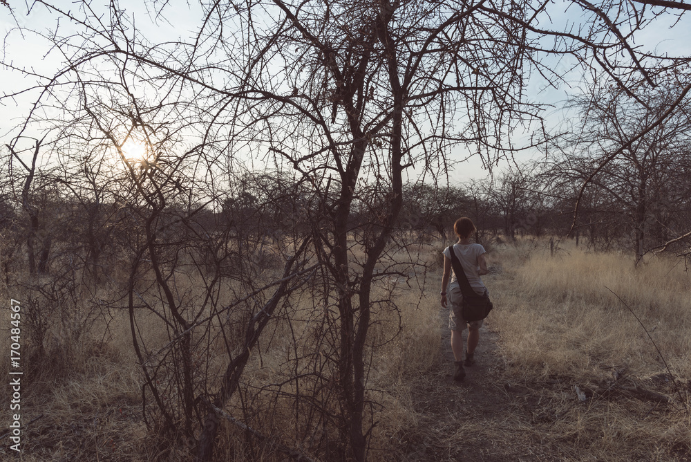 Tourist walking in the bush and Acacia grove at sunset, Bushmandland, Namibia. Adventure and exploration in Africa. Toned image.