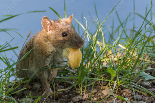 A Brown Rat Enjoying Its Meal Near The Park Lake
