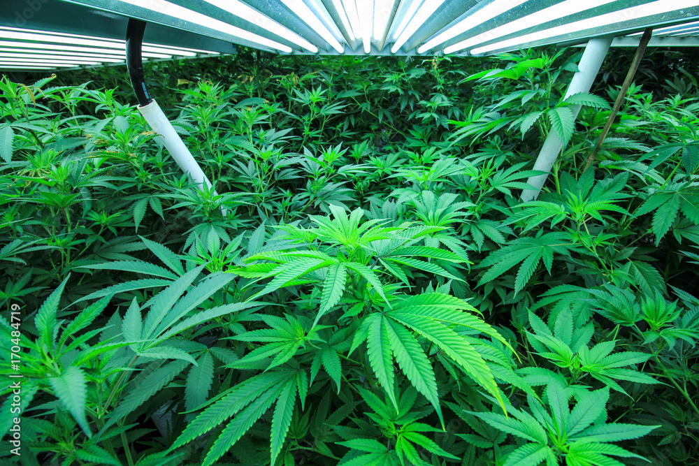Marijuana Growing Indoor Marijuana Growing Indoor