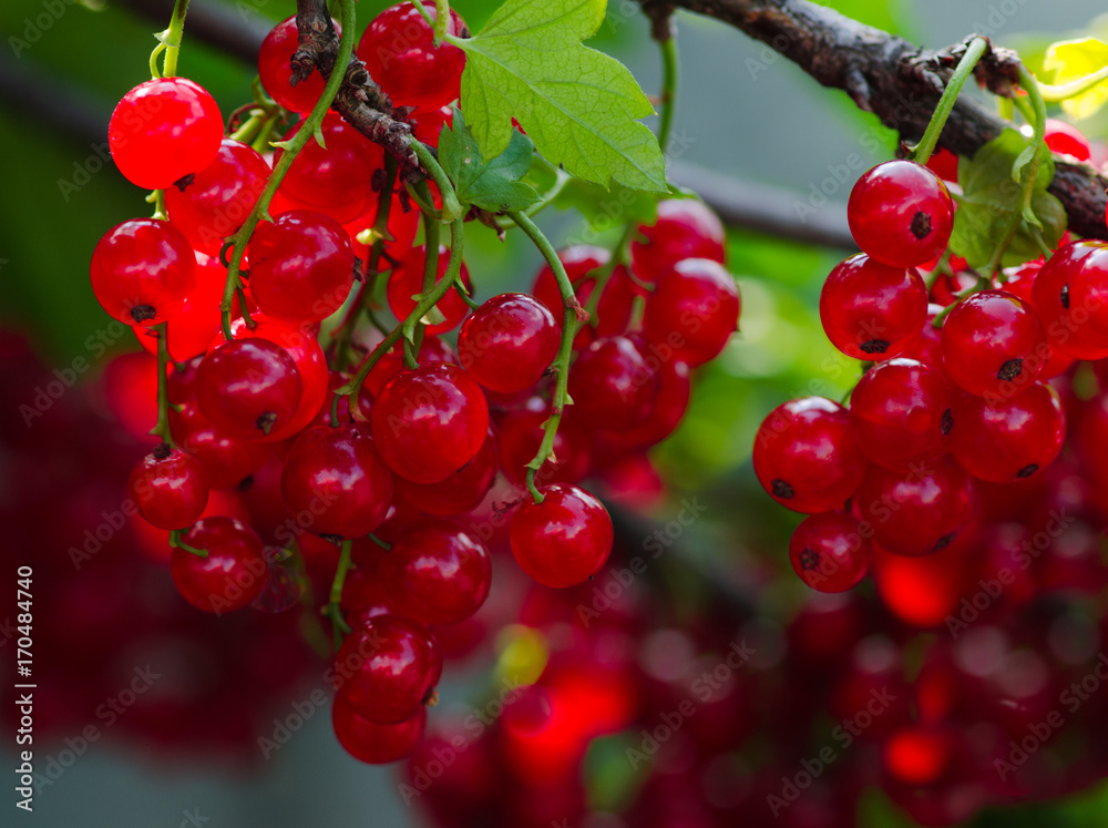 Bunches of red currants in the garden