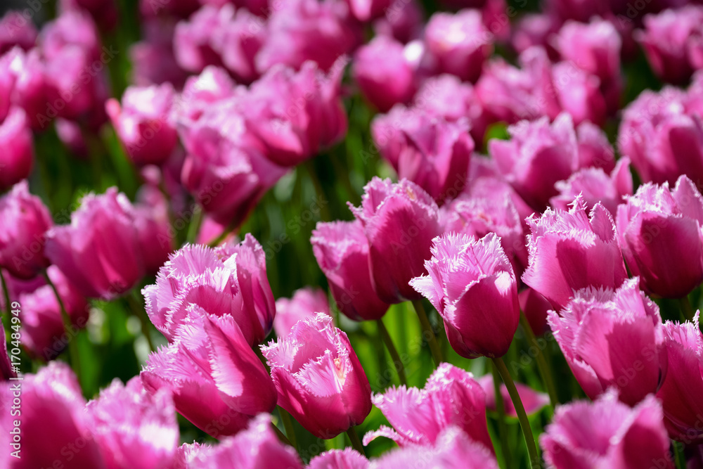 Blooming tulips flowerbed in Keukenhof flower garden, Netherland Blooming tulips flowerbed in Keukenhof flower garden, Netherland