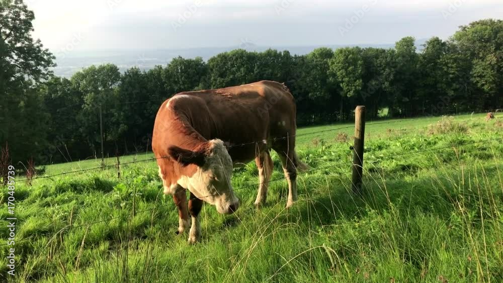 Cow on a pasture with barbed wire Cow on a pasture with barbed wire