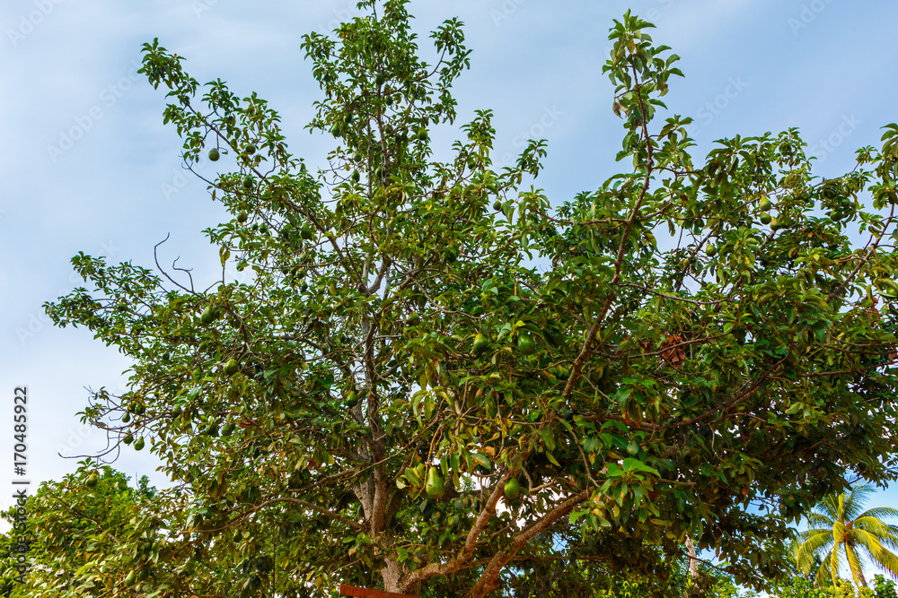 Large Avocado Tree in Cuba