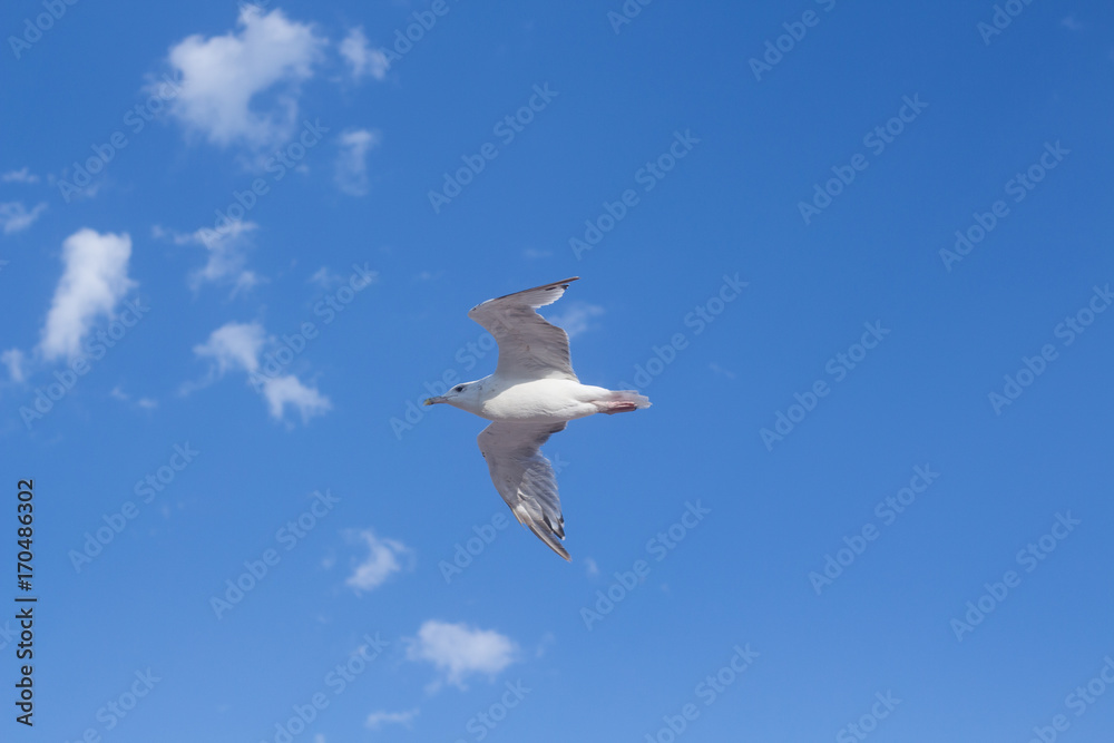 Obraz premium Seagull Flying in the clouds Sky