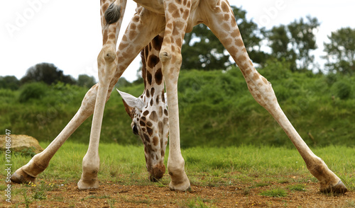 A giraffe bending to graze on the lush grass with legs splayed.  Taken from low angle