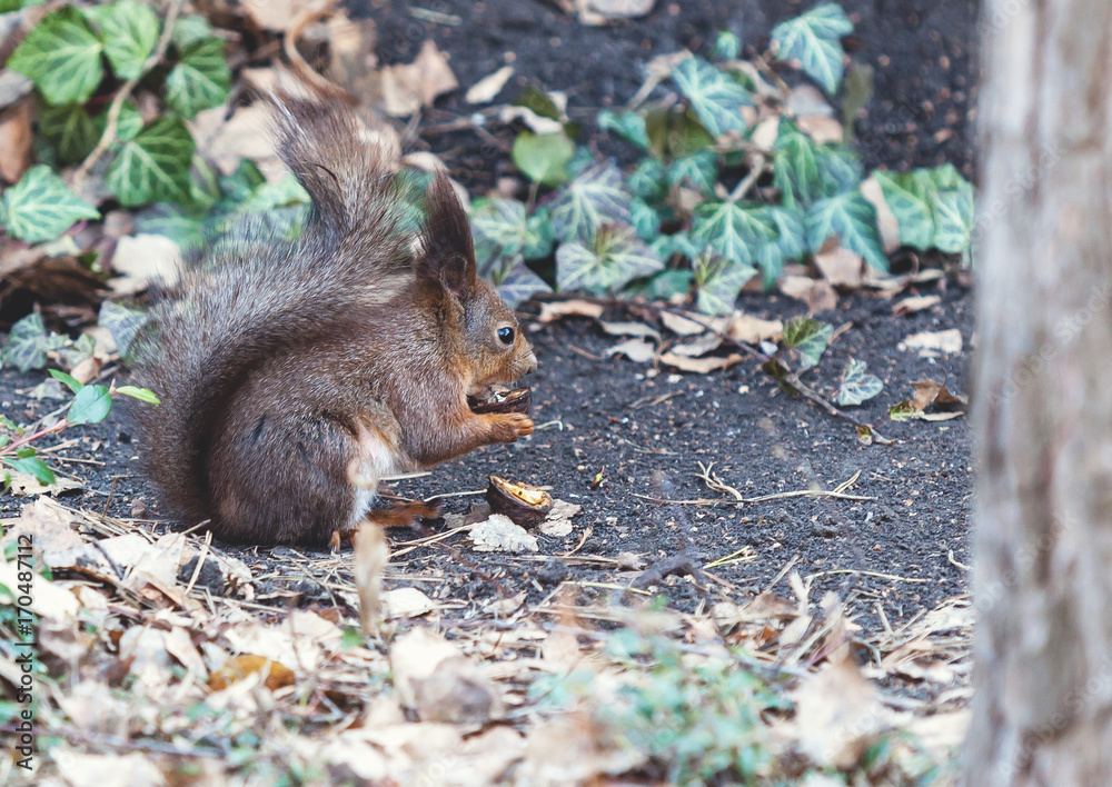 Red squirrel sits on ground and gnaws walnuts Red squirrel sits on ground and gnaws walnuts