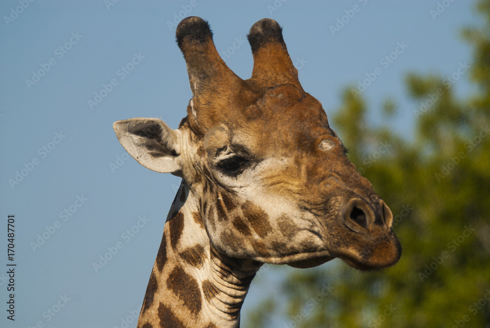 Fototapeta premium Giraffe South Africa
