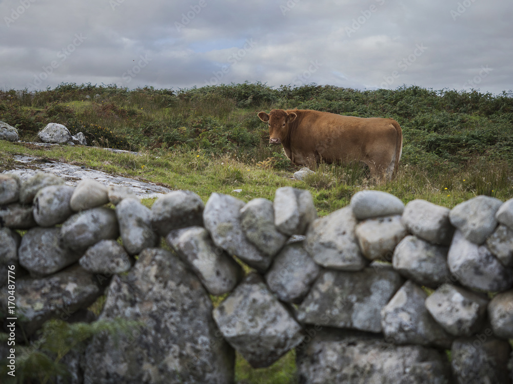 Brow cow in a field, behind traditional Irish dry stone fence.