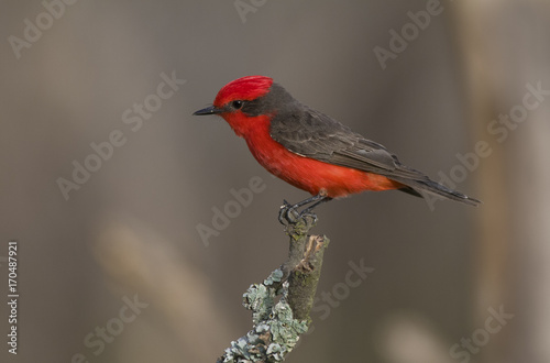 Vermilion Flycatcher photo