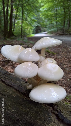 ganzschleimiger schirmling