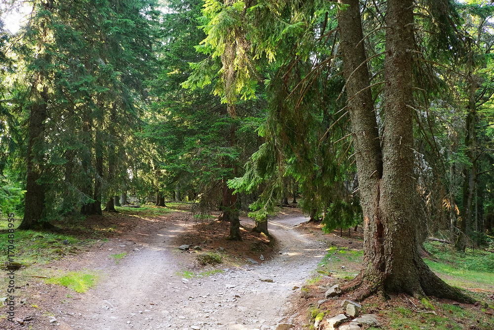 Off road track in the mountains Off road track in the mountains