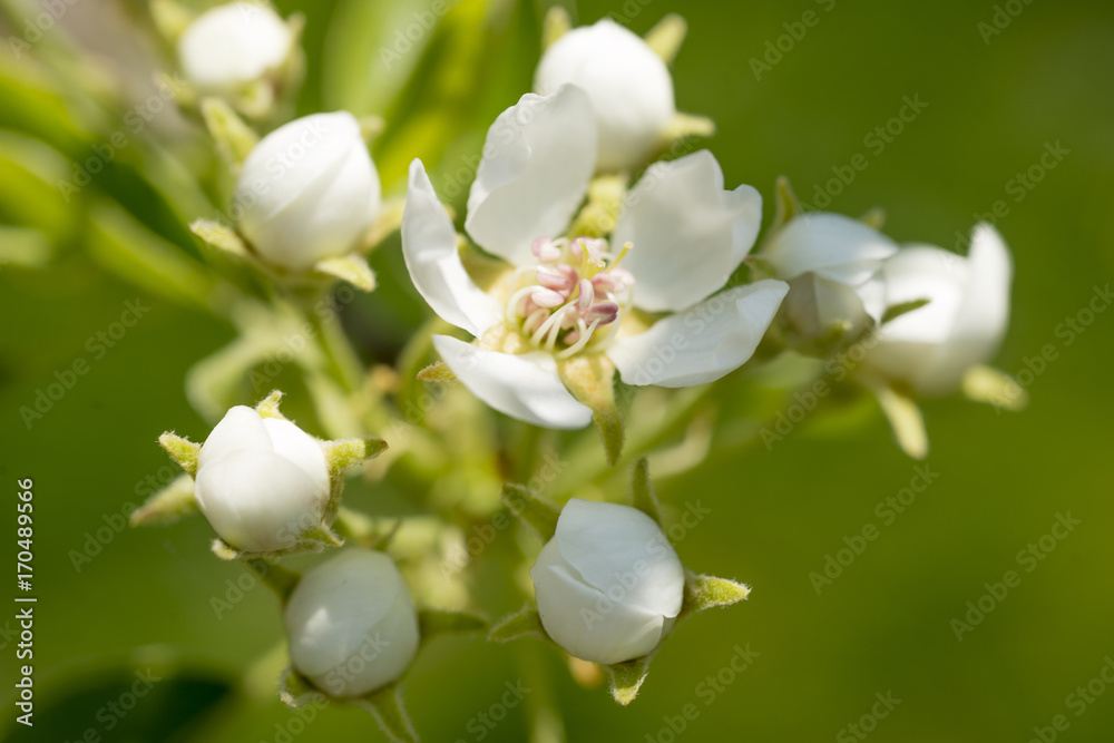 Obraz premium Blossom apple tree over nature background