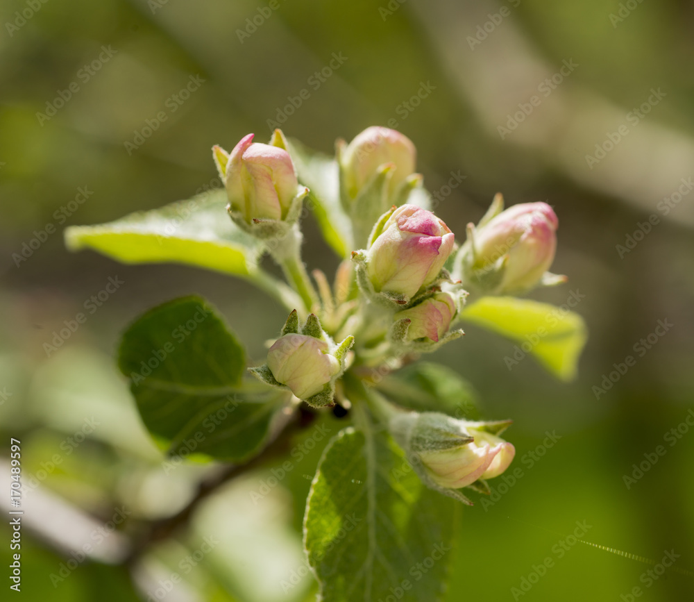 Blossom apple tree over nature background Blossom apple tree over nature background