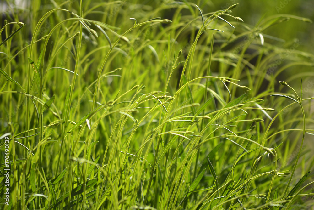 Grass Grass