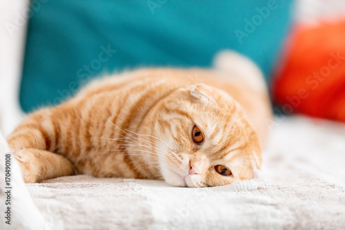 Close up photo of sad red Scottish fold cat with orange eyes